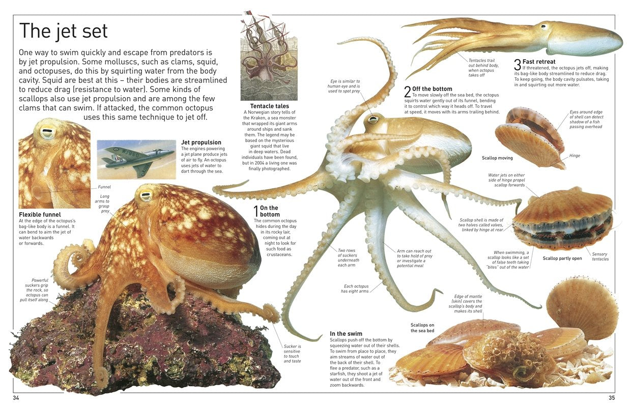 DK Eyewitness Ocean (new edition)