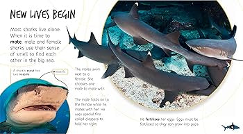 From Pup to Shark - Lifecycles