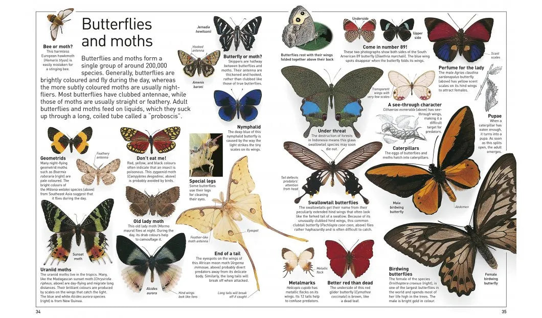 DK Eyewitness Insect (new edition)