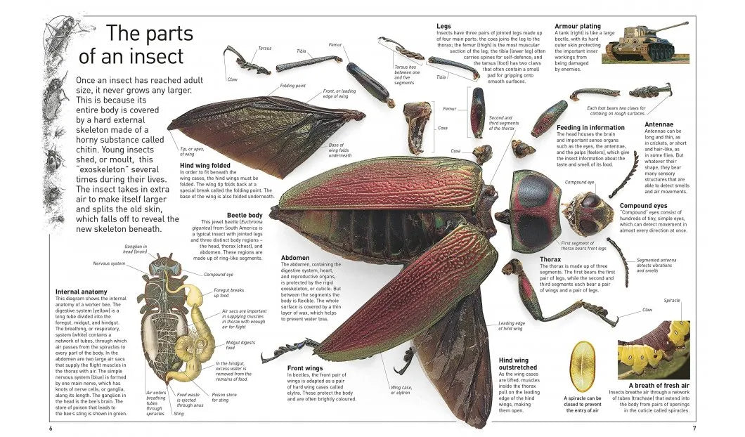 DK Eyewitness Insect (new edition)