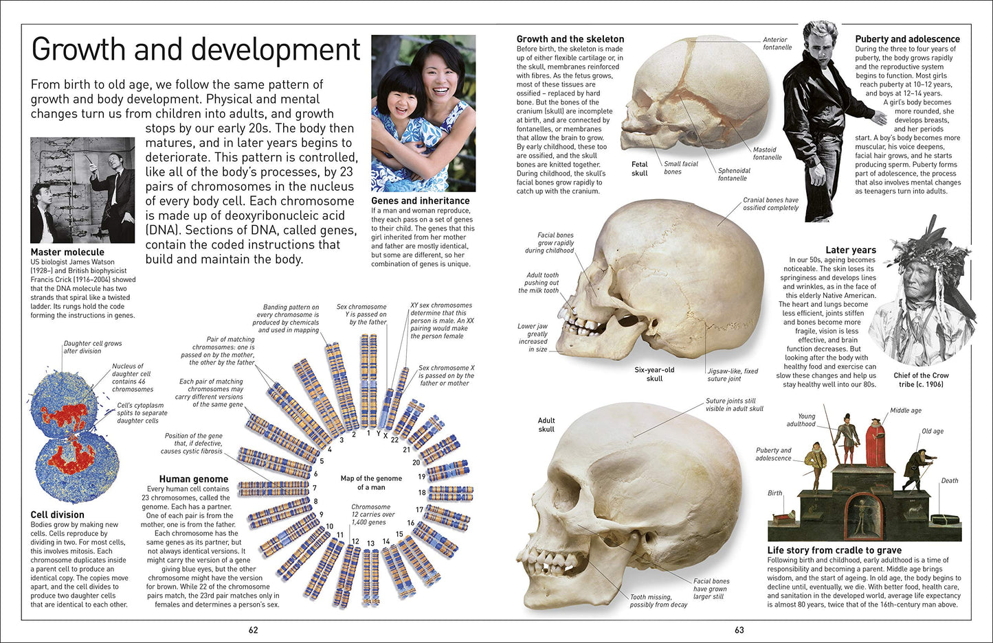 DK Eyewitness Human Body (New Edition)