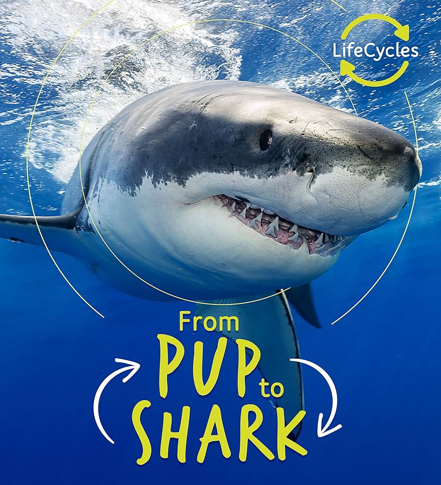 From Pup to Shark - Lifecycles